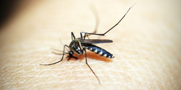Na RMC, 32 pessoas já faleceram de dengue neste ano. Foto: Arquivo