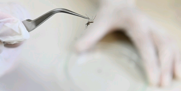Análise de larvas do mosquito: novas vítimas morreram entre 2 de abril e 4 de maio. Foto: Rogério Capela/Divulgação PMC