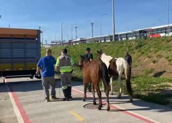 Dois cavalos são resgatados na JBD, na região do Satélite Íris