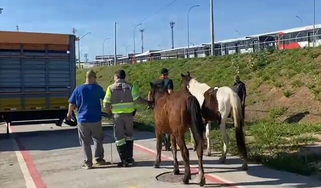 Dois cavalos são resgatados na JBD, na região do Satélite Íris