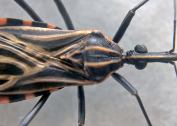 Transmissão de Doença de Chagas por transfusão: uma visão histórica – por Carmino de Souza e Hélio Moraes de Souza