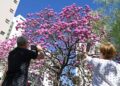 Pausa para registrar em foto o rosa do ipê em rua de Campinas. Fotos: Carlos Bassan/PMC