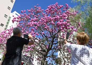 Ipês colorem ruas de Campinas antes da chegada do inverno
