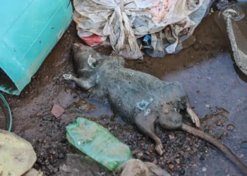 Rio Grande do Sul confirma 20ª morte por leptospirose após enchentes