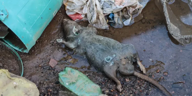 Rio Grande do Sul confirma 20ª morte por leptospirose após enchentes