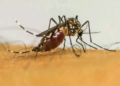 OMS contabiliza este ano um total de 7,6 milhões de casos prováveis de dengue em todo o mundo - Foto: Reprodução EBC