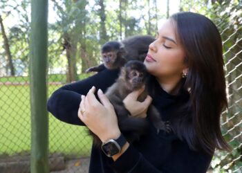 Macacos-pregos resgatados por tráfico podem ser conhecidos no Bosque