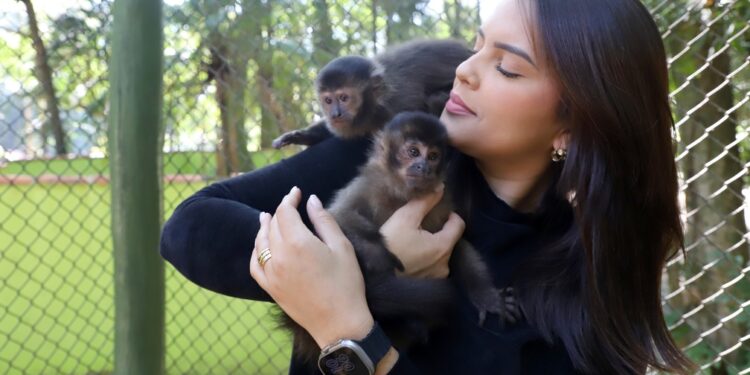 Macacos-pregos resgatados por tráfico podem ser conhecidos no Bosque