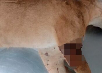 Rodovias paulistas terão de adotar normas para reduzir atropelamentos de animais