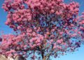 Em poucos dias, as árvores floridas de ipês estarão sem flores e folhas, mas logo as sementes vão se preparar para germinar - Fotos: Kátia Camargo/Hora Campinas
