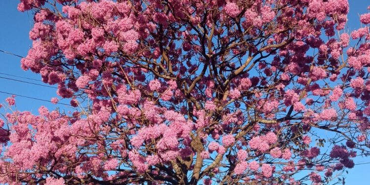 Sob o tapete de flores: lições dos ipês – por Kátia Camargo