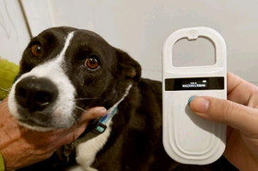 Consultório Veterinário Móvel de Campinas prorroga estadia nas regiões do San Diego e Ouro Verde