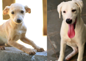 2ª feira de adoção de cães e gatos será domingo na Lagoa do Taquaral