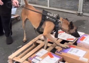 Cão farejador localiza pasta de cocaína dentro de bengalas em Viracopos