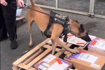 Cão farejador localiza pasta de cocaína dentro de bengalas em Viracopos