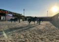 Evento em Indaiatuba:  Exposição Nacional do Cavalo Árabe vai reunir criadores de vários países Foto: Divulgação