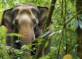 Estima-se que apenas 1.000 elefantes asiáticos de Bornéu permaneçam hoje na natureza - Foto: Reprodução