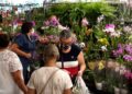 O Festival de Orquídeas traz a Campinas produtores e vendedores de vária espécies. Foto: Divulgação