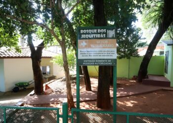 Combate à raiva: Campinas tem pontos para recolher morcegos mortos