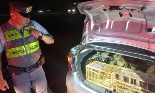 Pássaros silvestres são resgatados em Campinas e suspeito é preso pela 10ª vez