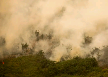 Pantanal Matogrossence tem este ano maior área queimada em junho