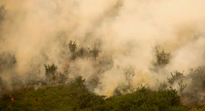 Em 30 dias, fogo consome mais de 411 mil hectares do bioma - Foto: Joedson Alves/Agência Brasil