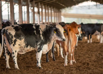 Receita investiga sonegação de quase R$ 1 bilhão em venda de gado