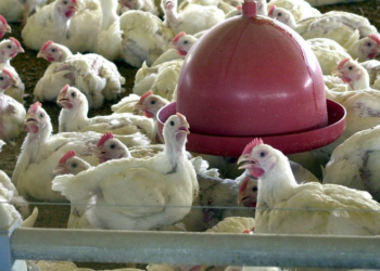 Ministério da Agricultura descarta novos casos de doença aviária no Rio Grande do Sul