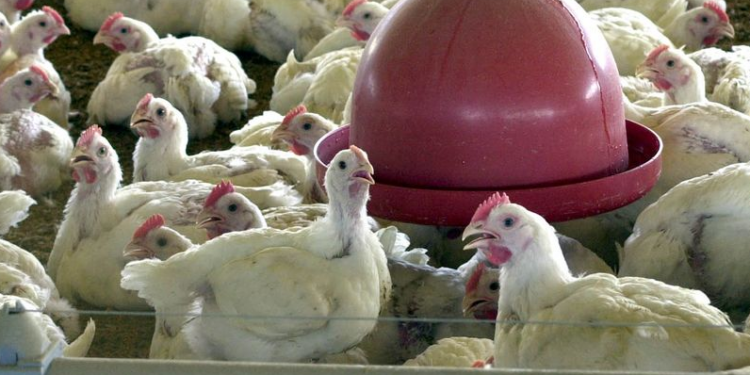 Ministério da Agricultura descarta novos casos de doença aviária no Rio Grande do Sul