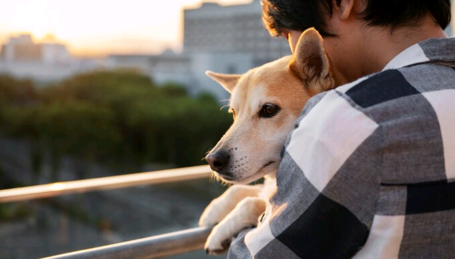 Artigo – Lei Estadual: proteção, saúde e bem-estar na criação e comercialização de cães e gatos – por Renata Franco