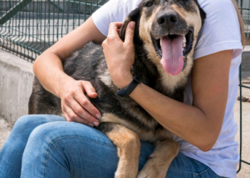 Covabra promove sábado feira de adoção pet em Campinas