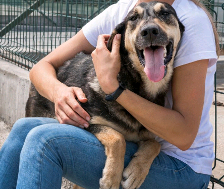 Covabra promove sábado feira de adoção pet em Campinas