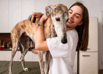 Governo de SP sanciona lei para bem-estar de cães e gatos no estado