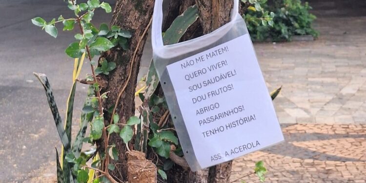 Moradores fazem apelo com carta e cartazes para preservação de acerola histórica