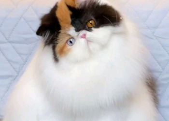 American Cat Club promove exposição de gatos em Campinas neste final de semana