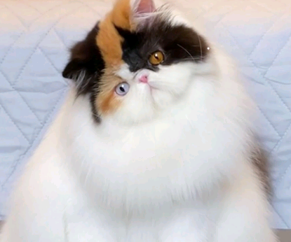 American Cat Club promove exposição de gatos em Campinas neste final de semana