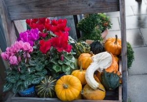 Floricultura nacional luta para que flores e plantas sejam reconhecidas como produtos hortícolas