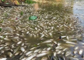Cetesb aguarda análise para definir punição pela morte de peixes no Rio Piracicaba