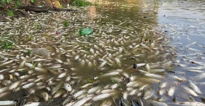 Cetesb aguarda análise para definir punição pela morte de peixes no Rio Piracicaba
