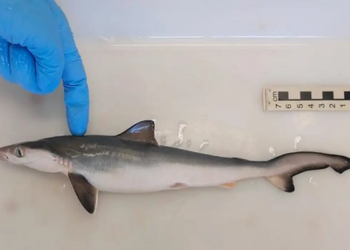 Fiocruz detecta tubarões contaminados por cocaína no Rio de Janeiro