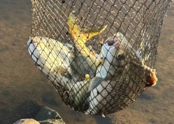 Gaema apura nova mortandade de peixes em ponto do Rio Piracicaba