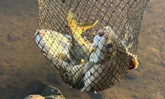 Gaema apura nova mortandade de peixes em ponto do Rio Piracicaba