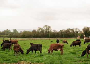 Artigo: Precisamos repensar o agro – por Marco Moraes