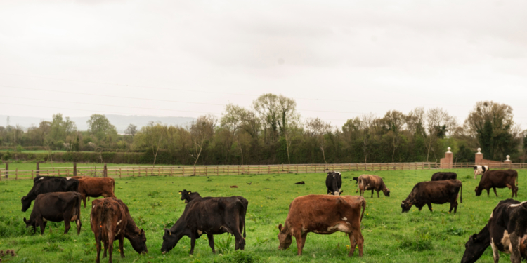 Artigo: Precisamos repensar o agro – por Marco Moraes