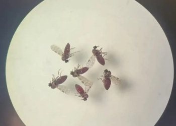 São Paulo tem dois casos confirmados da febre do Oropouche