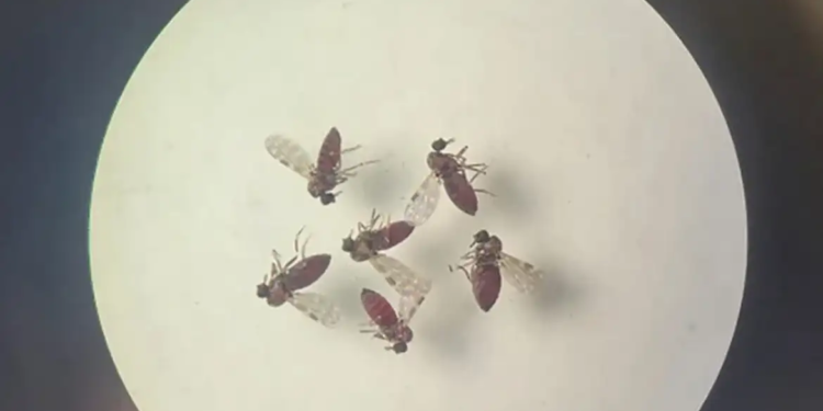 São Paulo tem dois casos confirmados da febre do Oropouche