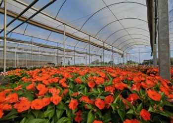 Evento ‘Estufas Abertas’ em Holambra promove experiência única para turistas