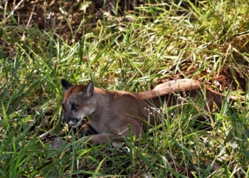No Dia da Onça-parda, Mata de Santa Genebra divulga imagens do felino na unidade