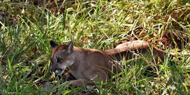 No Dia da Onça-parda, Mata de Santa Genebra divulga imagens do felino na unidade