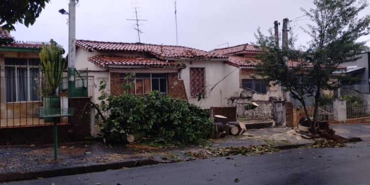 Sobe para 52 o número de árvores derrubadas com o vendaval em Campinas